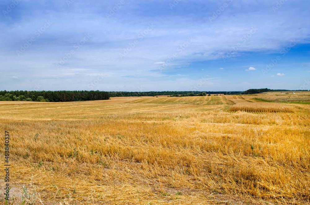 Mown crops field with blue sky on the horizon