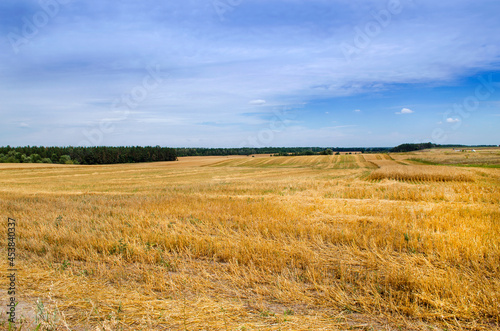 Mown crops field with blue sky on the horizon