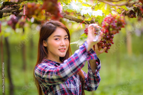 Beautiful women long hair wears a striped shirt and has a bucket next to it. Work in inspecting and harvesting bunch of grapes outdoors with scissor in vineyard.