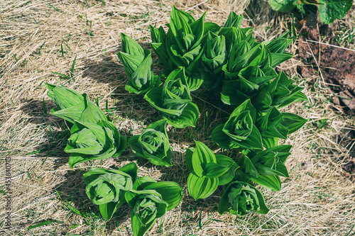Chartreuse extra large hosta Sum and Substance grows in a garden. Green rocky mountain hosta. Spring flowers.