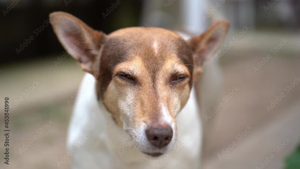 Cute little dog with white fur and brown spots looks sweetly into the camera and then walks away Cute little dog with white fur and brown spots looks sweetly into the camera and then walks away