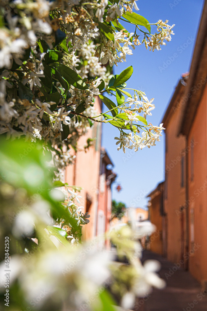 Frankreich, Provence, Lavendel