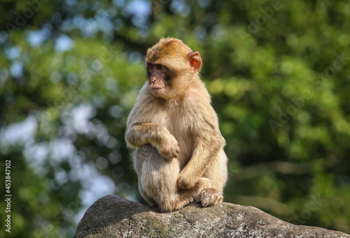 Monkey © Smilla Svane Feijen
