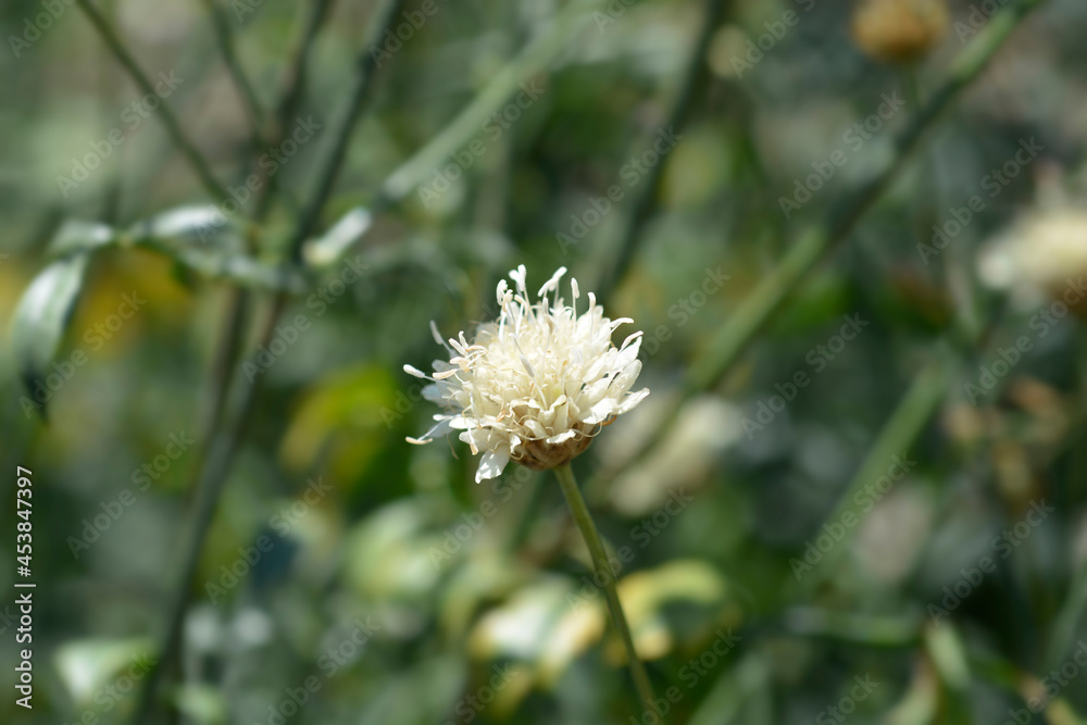 Bristly Yellow Cephalaria Bristly Yellow Cephalaria