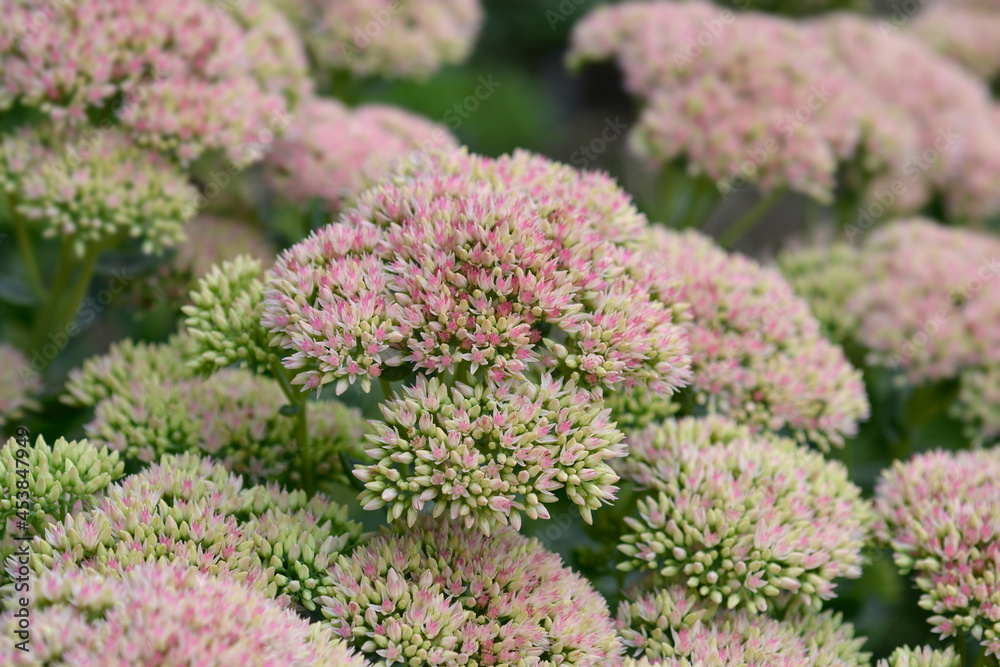 Obraz premium Stonecrop Herbstfreude