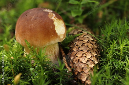 Boletus edulis, an edible mushroom in the forest with a pine cone