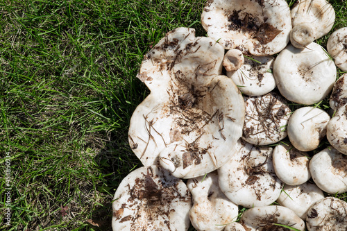 White Lactarius resimus mushroom genus Lactarius family Russulaceae. Mushrooms lie on the green grass. Collecting and harvesting edible mushrooms photo