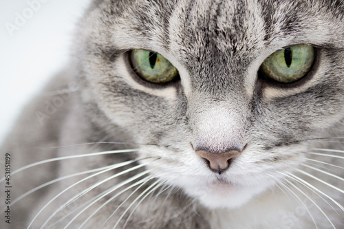 Close up of a gray furry tabby cat with green eyes and a pink nose looking into the frame