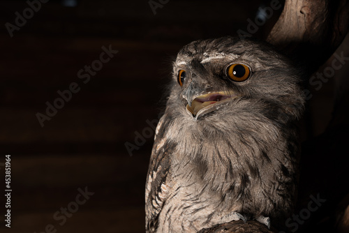 Φωτογραφία Closeup of a tawny frogmouth on a tree in a zoo