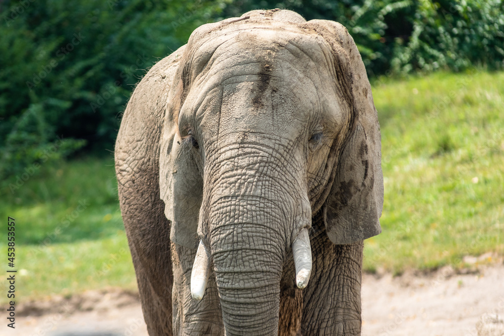 Obraz premium elephant