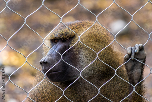 close up of a baboon photo