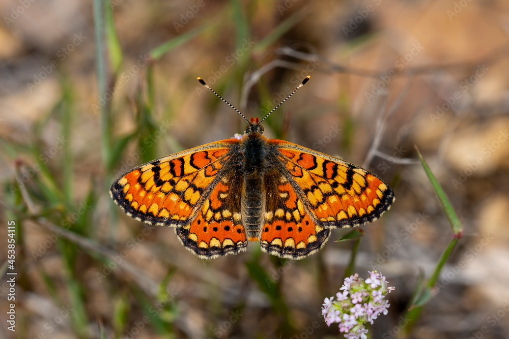 Fototapeta premium Beautiful Nazuğum butterfly on the plant - Euphydryas orientalis