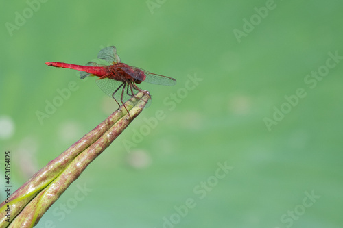 Red Dragonfly © Marian
