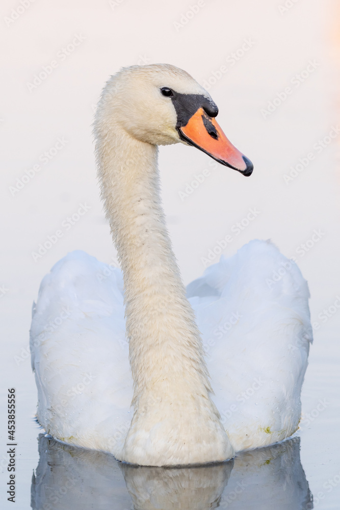 Obraz premium white swan on the lake 