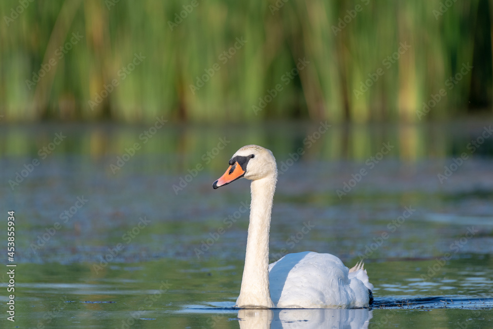 white swan on the lake 