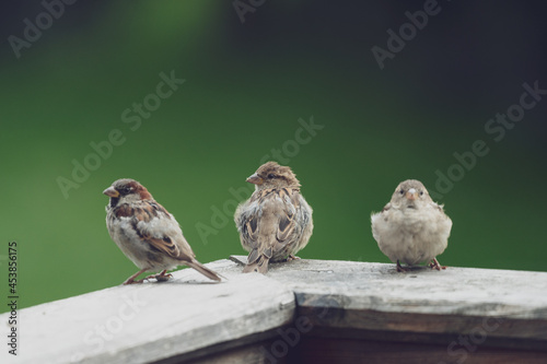a group of young sparrows on the balcony at a summerday