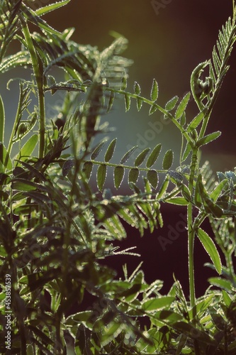 Morning dew on the green grass shines in the sunlight. Water drops sparkling in sunlight on green grass.