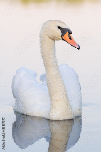 Fototapeta Naklejka Na Ścianę i Meble -  white swan on the lake 