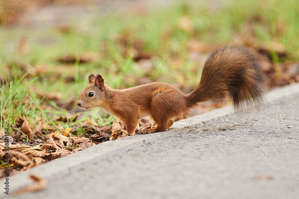 A beautiful funny squirrel in the park. A beautiful funny squirrel in the park.