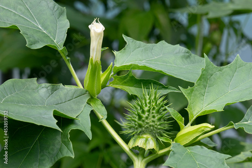  Datura stramonium plant with flower and thorn apple close up outdoor  photo