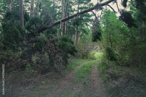 A country road in a pine forest. A gloomy forest thicket. Natural landscape.