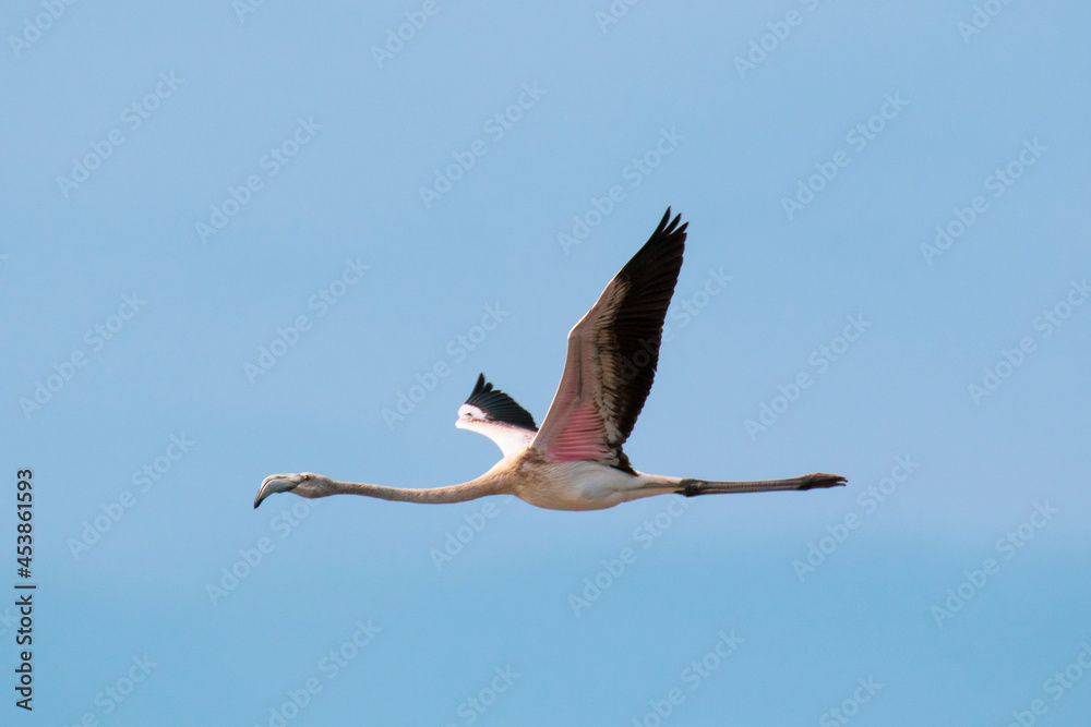 Obraz premium Flamenco