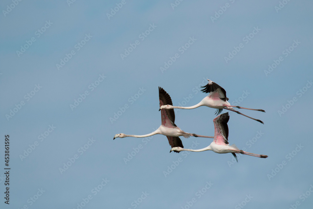 Obraz premium Flamenco