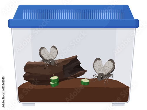 鈴虫をケースで飼育するイラスト