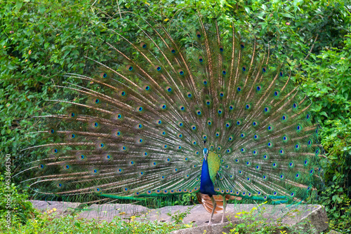 Indian peacock with a loose tail. Sri Lanka photo