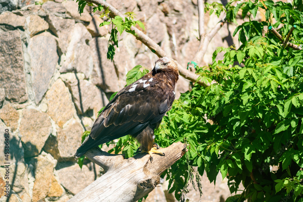 Bird golden eagle sits on a branch in the wild, close-up. Aquila chrysaetos Bird golden eagle sits on a branch in the wild, close-up. Aquila chrysaetos