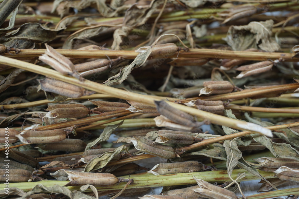 Brown dry sesame seed on the drying process