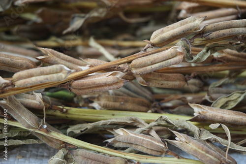 Brown dry sesame seed on the drying process photo