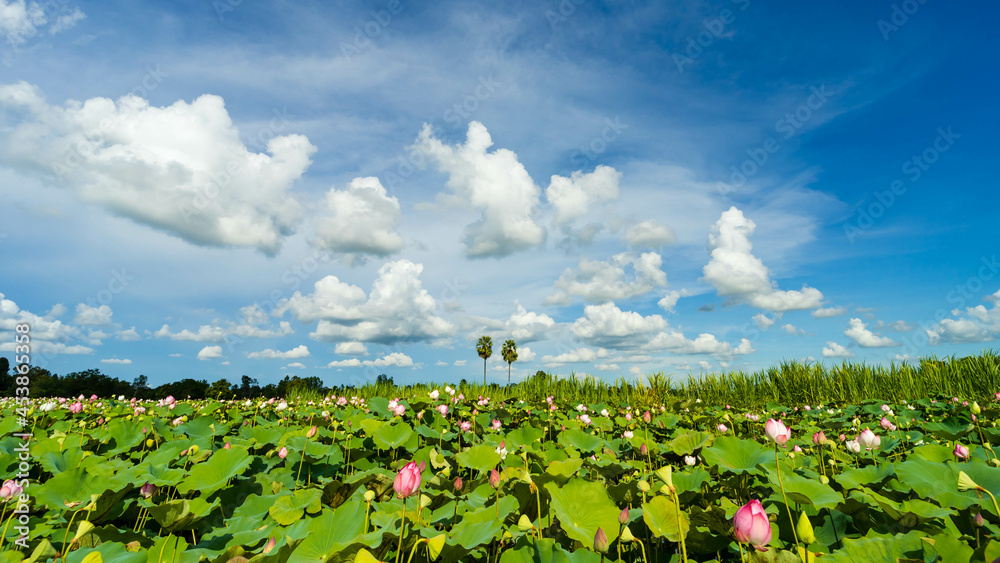 beautiful lotus field under the sky background