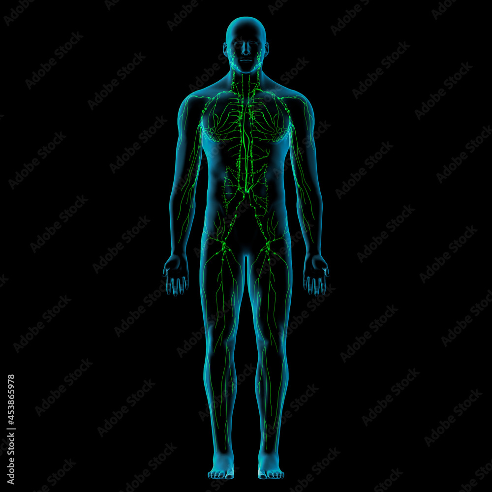 Lymphatic System Anatomy in Male Full Body Front View on Black Background Lymphatic System Anatomy in Male Full Body Front View on Black Background