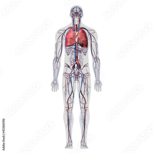 Cardiopulmonary System Full Body Anatomy Front View on White Background photo