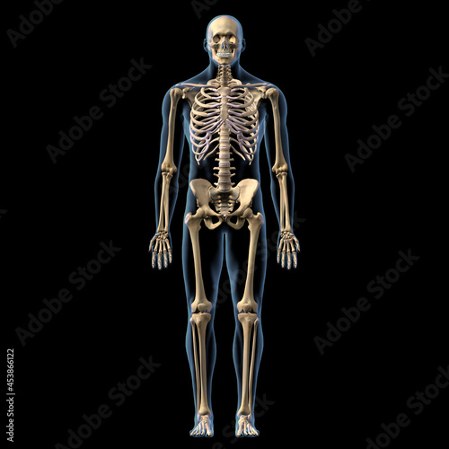 Принти на полотні Male Full Body Skeletal System Anterior View on Black Background