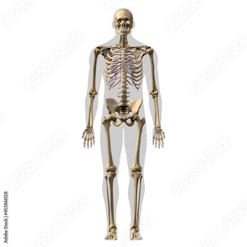 Skeletal System Male Full Body Anterior View on White Background © HANK GREBE