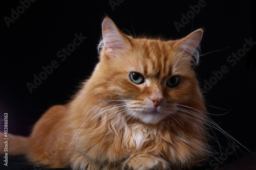 ginger cat looks into camera