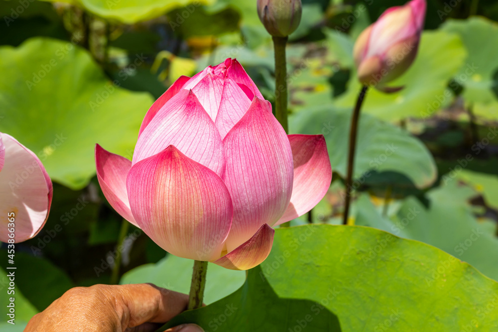 beautiful pink lotus flower on green blur background of lotus field