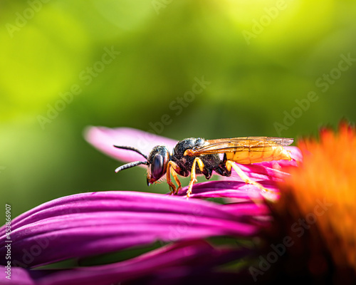 Beewolf, a species of crabronid wasps on a sun hat flower photo