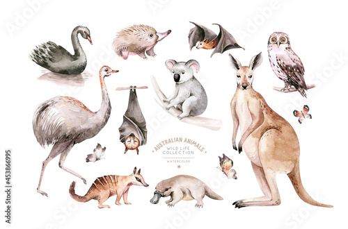 Watercolor australian cartoon kangaroo, ostrich Emu , koala and flying fox, owl, Echidna . Australian Black Swan and numbat Kookaburra , cockatoo kids illustration. Nursery photo