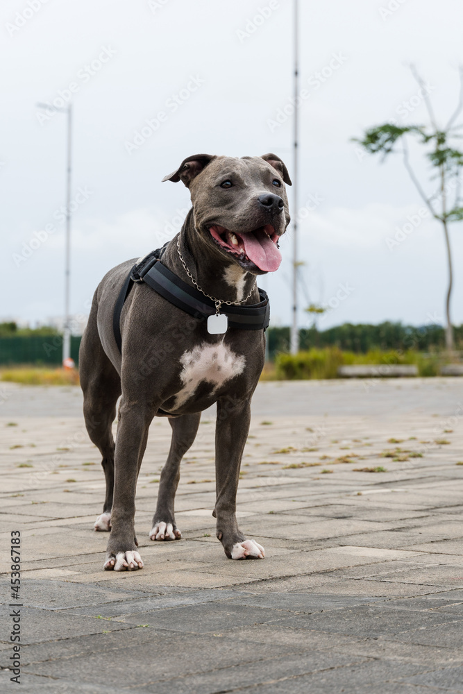 Pit bull dog walking in Barra da Tijuca park, Rio de Janeiro. Cement floor, some gymnasiums and trees around. Cloudy day. Selective focus.