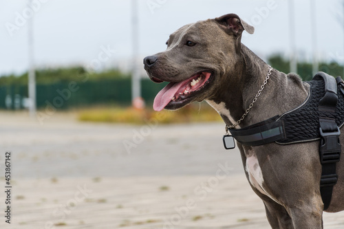 Pit bull dog walking in Barra da Tijuca park, Rio de Janeiro. Cement floor, some gymnasiums and trees around. Cloudy day. Selective focus. photo