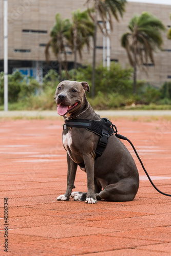 Pit bull dog walking in Barra da Tijuca park, Rio de Janeiro. Orange cement floor, some gymnasiums and trees around. Cloudy day. Selective focus.