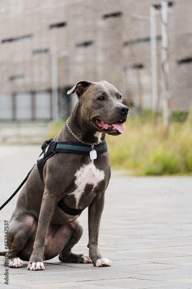 Pit bull dog walking in Barra da Tijuca park, Rio de Janeiro. Cement floor, some gymnasiums and trees around. Cloudy day. Selective focus. Pit bull dog walking in Barra da Tijuca park, Rio de Janeiro. Cement floor, some gymnasiums and trees around. Cloudy day. Selective focus.