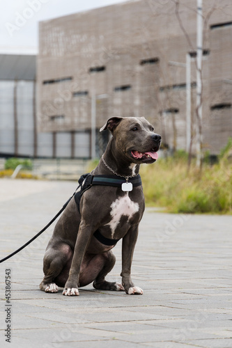 Pit bull dog walking in Barra da Tijuca park, Rio de Janeiro. Cement floor, some gymnasiums and trees around. Cloudy day. Selective focus.