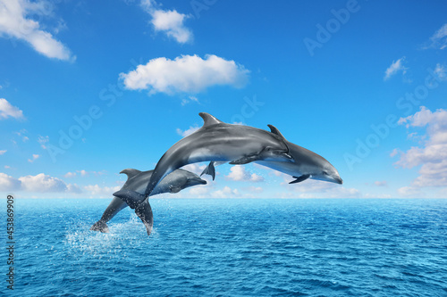 Beautiful bottlenose dolphins jumping out of sea with clear blue water on sunny day © New Africa