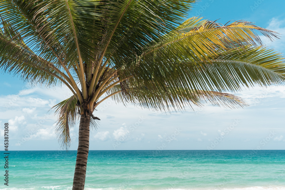 palms on island blue sky and clouds background.photo frame coconut trees on beach. palms on island blue sky and clouds background.photo frame coconut trees on beach.