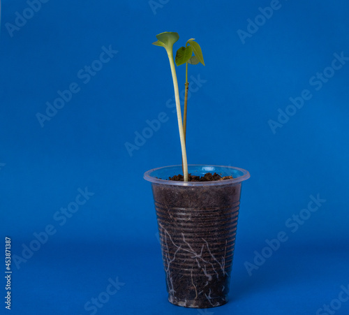 planta en vaso con fondo azul