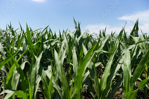 Close up of corn plants on a cornfield. Agriculture plants, growing in summer. Sunny day